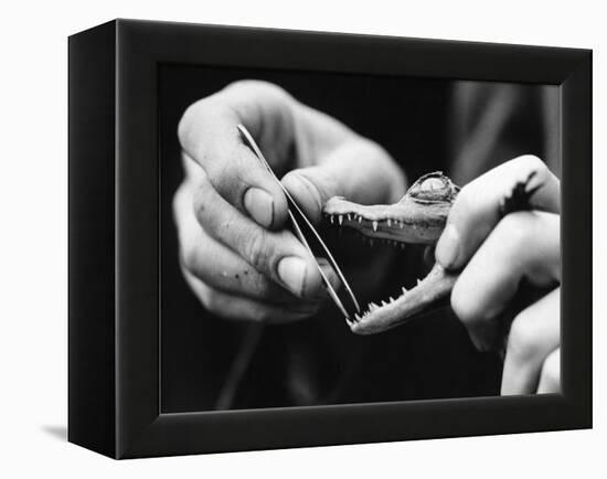 Dental Checkup for Baby Crocodile-null-Framed Premier Image Canvas