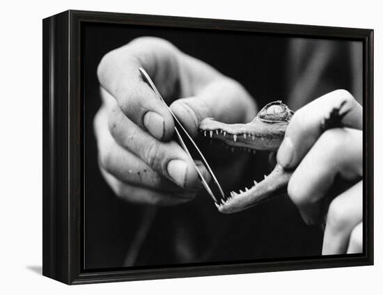 Dental Checkup for Baby Crocodile-null-Framed Premier Image Canvas