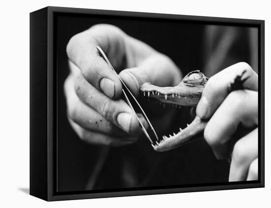 Dental Checkup for Baby Crocodile-null-Framed Premier Image Canvas