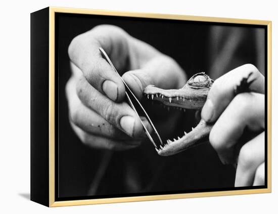 Dental Checkup for Baby Crocodile-null-Framed Premier Image Canvas