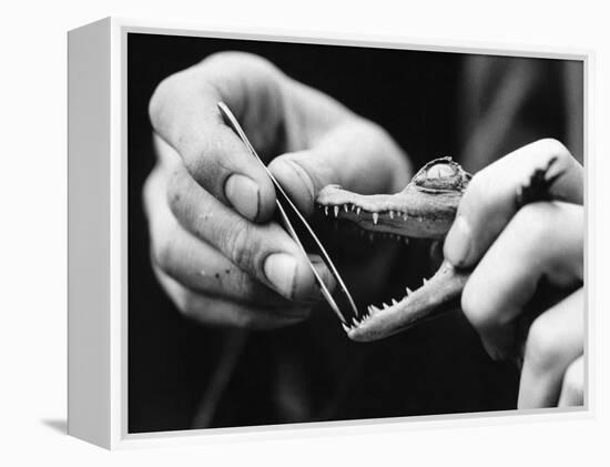 Dental Checkup for Baby Crocodile-null-Framed Premier Image Canvas