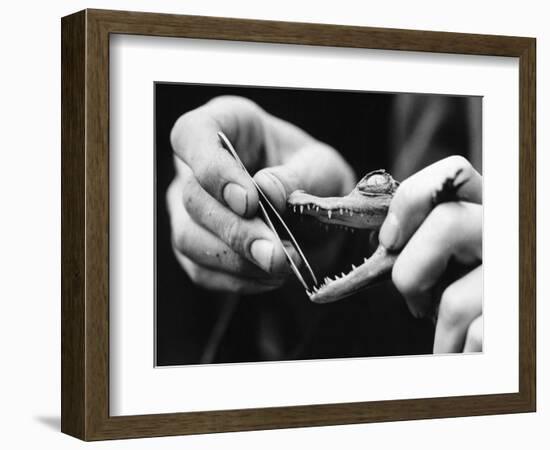 Dental Checkup for Baby Crocodile-null-Framed Photographic Print