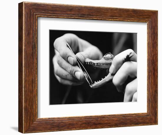 Dental Checkup for Baby Crocodile-null-Framed Photographic Print