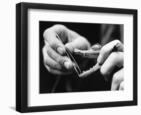 Dental Checkup for Baby Crocodile-null-Framed Photographic Print