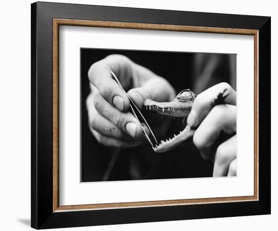 Dental Checkup for Baby Crocodile--Framed Photographic Print