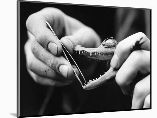 Dental Checkup for Baby Crocodile-null-Mounted Photographic Print