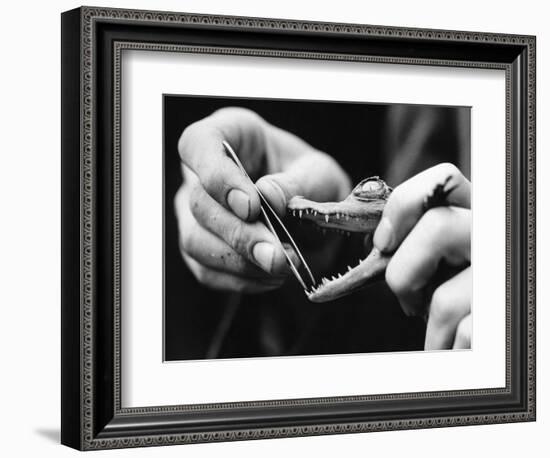 Dental Checkup for Baby Crocodile-null-Framed Photographic Print