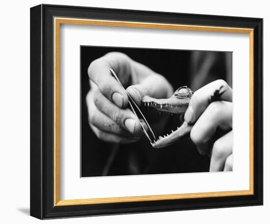 Dental Checkup for Baby Crocodile-null-Framed Photographic Print