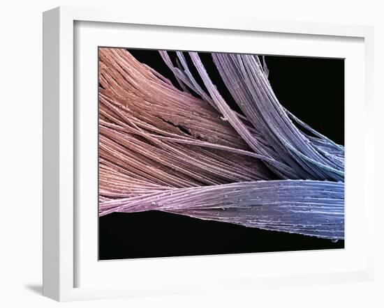 Dental Floss, SEM-Steve Gschmeissner-Framed Photographic Print