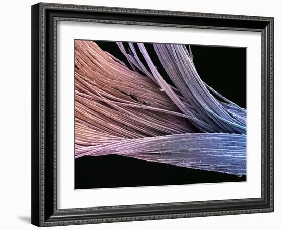 Dental Floss, SEM-Steve Gschmeissner-Framed Photographic Print