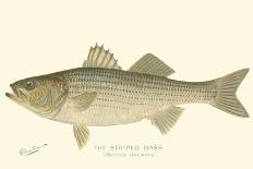 Striped Bass-Denton-Framed Stretched Canvas