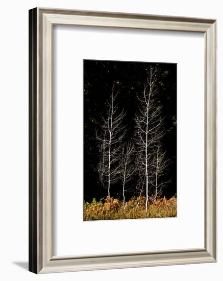 Denuded aspens, White River Area, Wenatchee National Forest, WA.-Michel Hersen-Framed Photographic Print