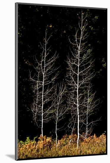 Denuded aspens, White River Area, Wenatchee National Forest, WA.-Michel Hersen-Mounted Photographic Print