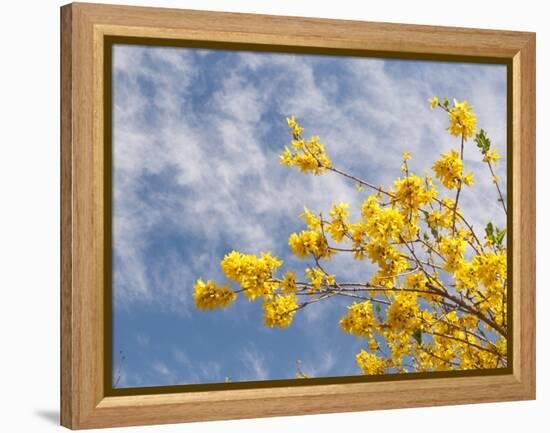 Denver Botanical Gardens, Denver, Colorado, USA-Trish Drury-Framed Premier Image Canvas