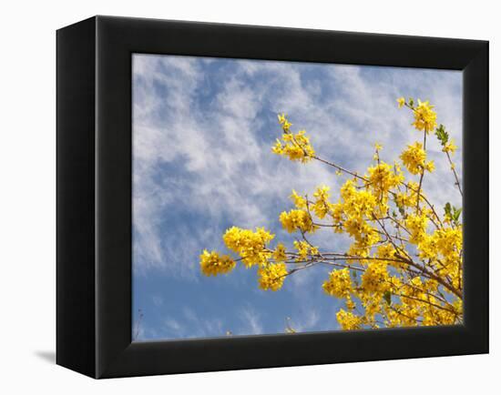 Denver Botanical Gardens, Denver, Colorado, USA-Trish Drury-Framed Premier Image Canvas