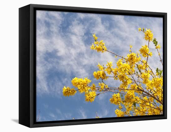 Denver Botanical Gardens, Denver, Colorado, USA-Trish Drury-Framed Premier Image Canvas