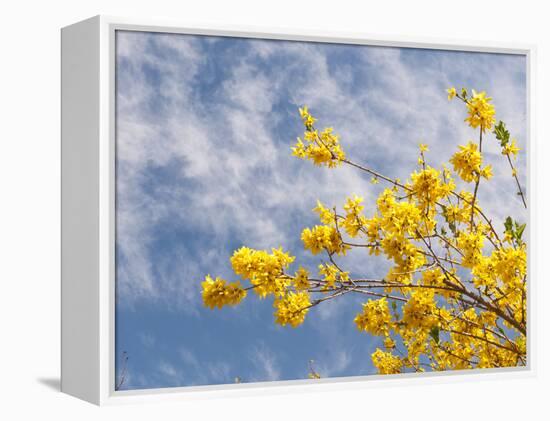 Denver Botanical Gardens, Denver, Colorado, USA-Trish Drury-Framed Premier Image Canvas