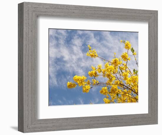 Denver Botanical Gardens, Denver, Colorado, USA-Trish Drury-Framed Photographic Print