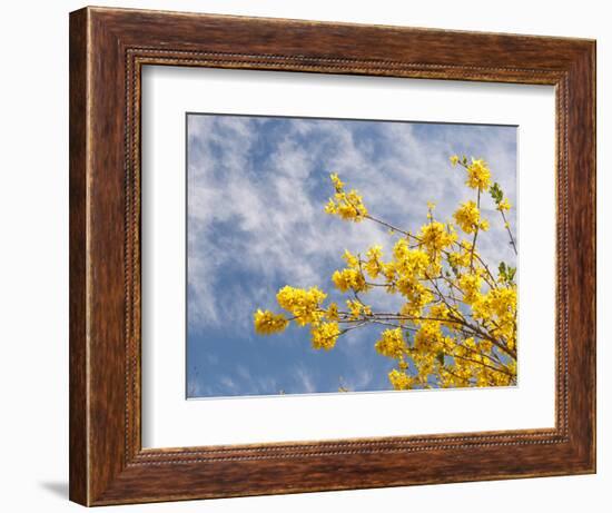 Denver Botanical Gardens, Denver, Colorado, USA-Trish Drury-Framed Photographic Print