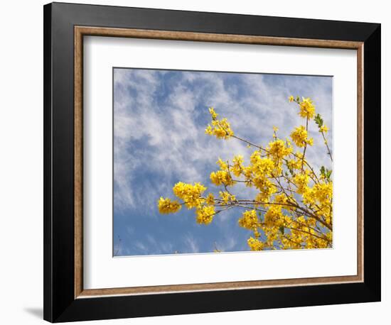 Denver Botanical Gardens, Denver, Colorado, USA-Trish Drury-Framed Photographic Print