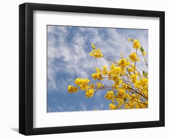 Denver Botanical Gardens, Denver, Colorado, USA-Trish Drury-Framed Photographic Print