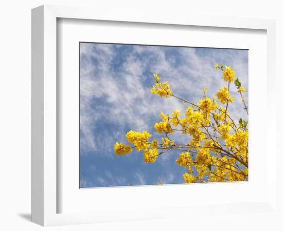 Denver Botanical Gardens, Denver, Colorado, USA-Trish Drury-Framed Photographic Print