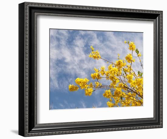 Denver Botanical Gardens, Denver, Colorado, USA-Trish Drury-Framed Photographic Print