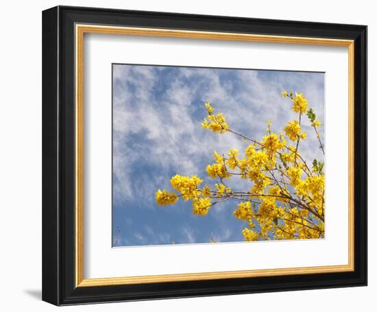 Denver Botanical Gardens, Denver, Colorado, USA-Trish Drury-Framed Photographic Print