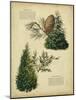 Deodar Cedar and Eastern Red Cedar-null-Mounted Art Print