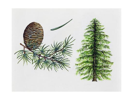 Featured image of post Deodar Tree Drawing For Kids - When drawing trees on their own though, most students will resort to just drawing the trunk of the tree and cap it with something like a cloud shape.