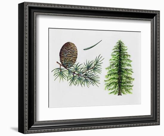 Deodar Cedar or Himalayan Cedar (Cedrus Deodara), Pinaceae, Tree, Leaves and Fruit-null-Framed Giclee Print