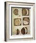 Depiction of the Different Phases of the Moon Viewed from the Earth-Galileo-Framed Art Print