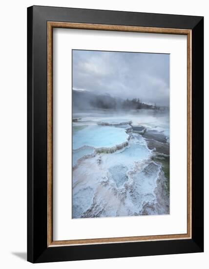 Deposits of travertine colored by thermophilic bacteria, Mammoth Hot Springs, Yellowstone NP.-Alan Majchrowicz-Framed Photographic Print