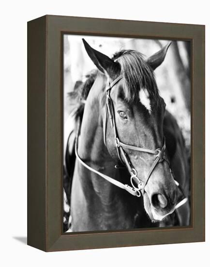 Derby I-Susan Bryant-Framed Premier Image Canvas