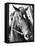 Derby I-Susan Bryant-Framed Premier Image Canvas