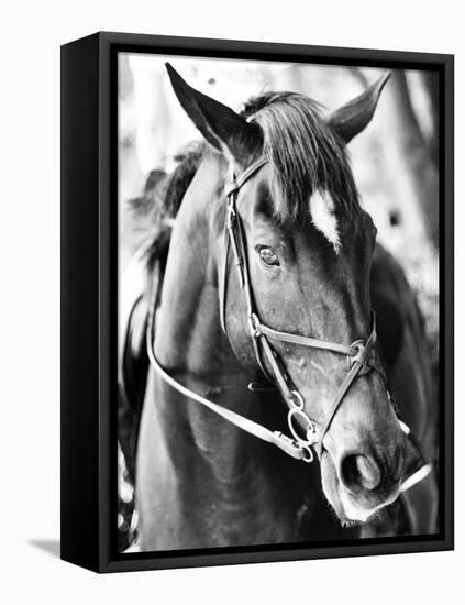 Derby I-Susan Bryant-Framed Premier Image Canvas