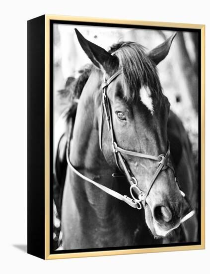 Derby I-Susan Bryant-Framed Premier Image Canvas