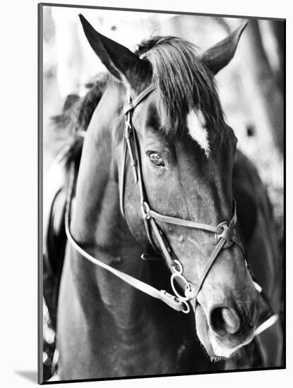 Derby I-Susan Bryant-Mounted Photographic Print