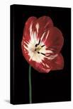 Midnight Tulip II-Derek Harris-Giclee Print