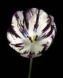 Midnight Tulip II-Derek Harris-Giclee Print