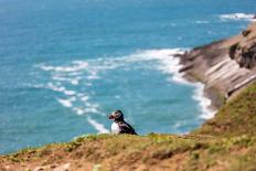 Puffin on Skomer Island, Pembrokeshire, Wales, United Kingdom, Europe-Derek Phillips-Framed Premier Image Canvas