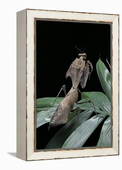 Deroplatys Desiccata (Giant Dead Leaf Mantis)-Paul Starosta-Framed Premier Image Canvas