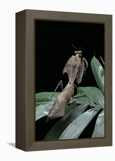 Deroplatys Desiccata (Giant Dead Leaf Mantis)-Paul Starosta-Framed Premier Image Canvas