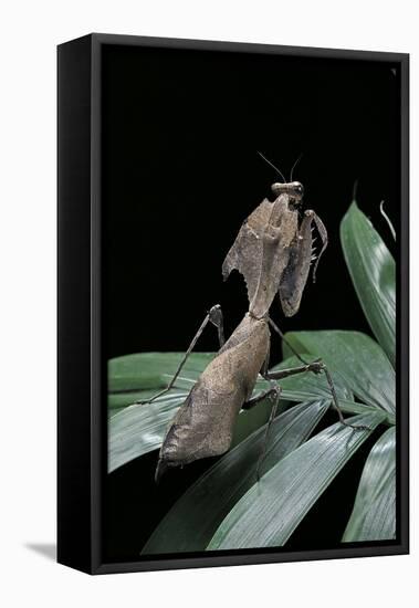 Deroplatys Desiccata (Giant Dead Leaf Mantis)-Paul Starosta-Framed Premier Image Canvas