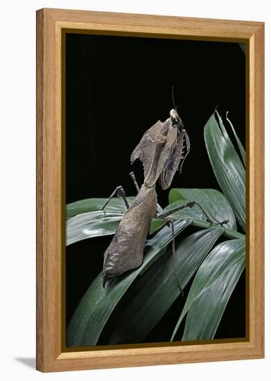 Deroplatys Desiccata (Giant Dead Leaf Mantis)-Paul Starosta-Framed Premier Image Canvas