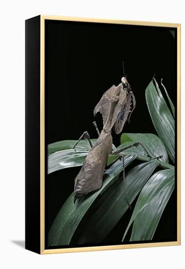 Deroplatys Desiccata (Giant Dead Leaf Mantis)-Paul Starosta-Framed Premier Image Canvas