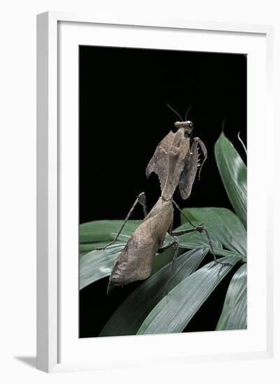 Deroplatys Desiccata (Giant Dead Leaf Mantis)-Paul Starosta-Framed Photographic Print