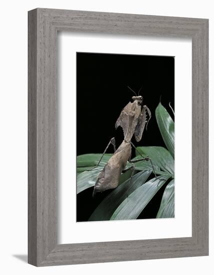 Deroplatys Desiccata (Giant Dead Leaf Mantis)-Paul Starosta-Framed Photographic Print