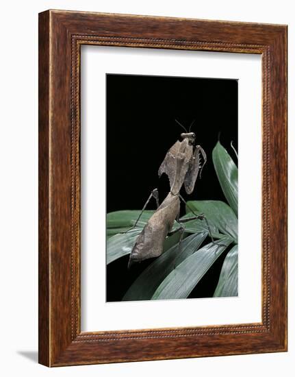 Deroplatys Desiccata (Giant Dead Leaf Mantis)-Paul Starosta-Framed Photographic Print