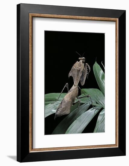 Deroplatys Desiccata (Giant Dead Leaf Mantis)-Paul Starosta-Framed Photographic Print